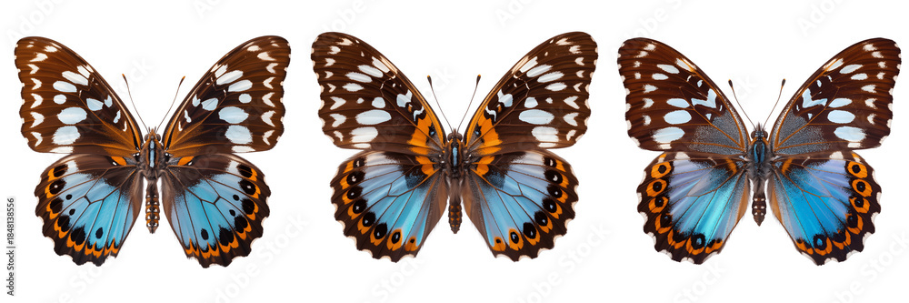 Obraz premium Three colorful butterflies with blue and orange wings isolated on transparent background