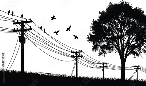 Utility poles, power lines, birds, tree, silhouette, black and white, rural scene, nature, infrastructure, perched birds, flying birds, foliage, grass, tranquility, technical sketch, landscape, 