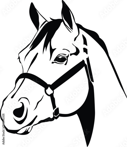 Quarter horse head illustration