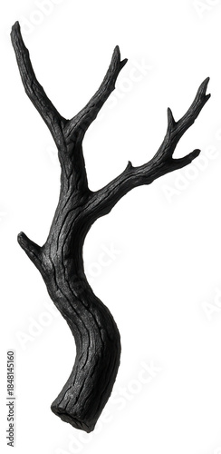 Charred oak branch, leafless, featuring a sleek blackened surface.