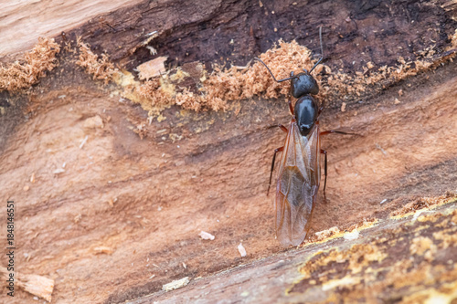 Winged Carpenter Ant in a Nest