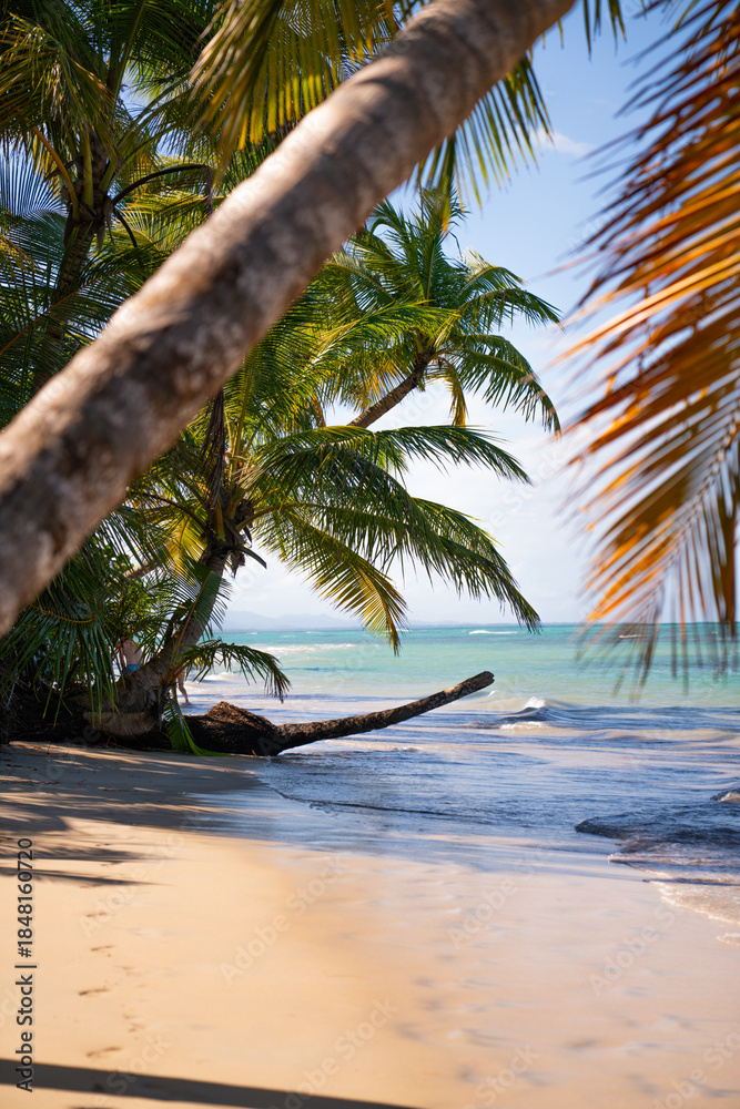 Naklejka premium palm trees on the beach
