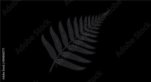 Minimalist Line Art Fern Frond Illustration Isolated Botanical Element on Black Background