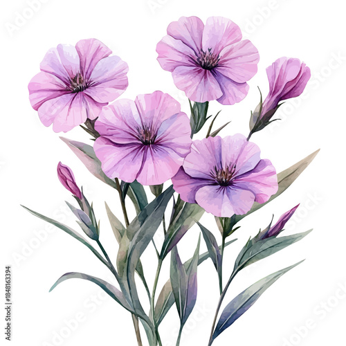Lychnis Flower, colorful watercolor painting with bold outlines, isolated on a white background.