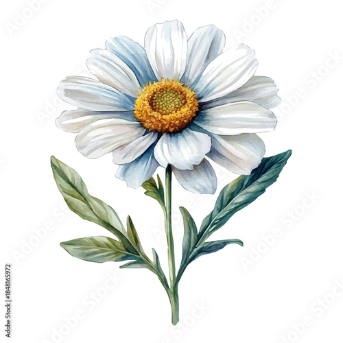 Leucanthemum Flower, playful watercolor vector depicting lively antics and expressive gestures, isolated on a white background.