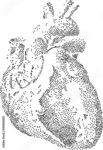 Stippled anatomical heart dotwork drawing