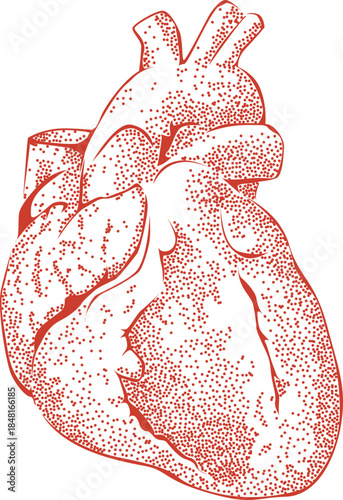 Anatomical heart illustration in red dotwork