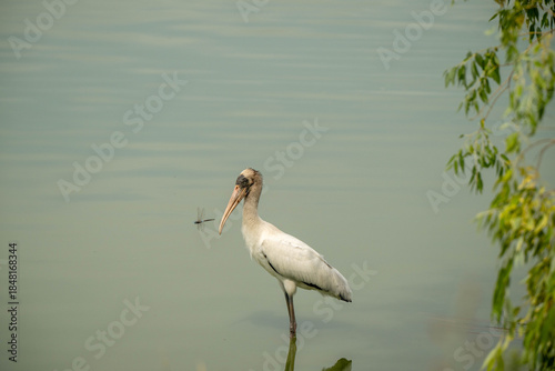 wood stork in the water