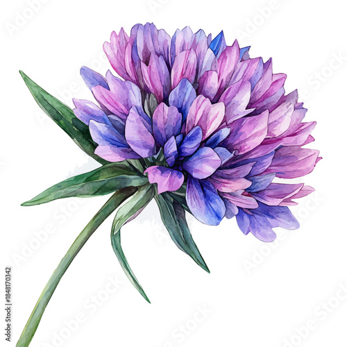 Knautia Flower, playful watercolor vector depicting lively antics and expressive gestures, isolated on a white background.