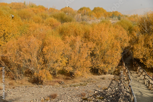 Hu yanlin tree park in yellow leaves near the Tashkurgan Stone City was a small fortified city with multiple layers of walls. Location: Tashgur City, Tajikistan Autonomous Region, Xinjiang, China.