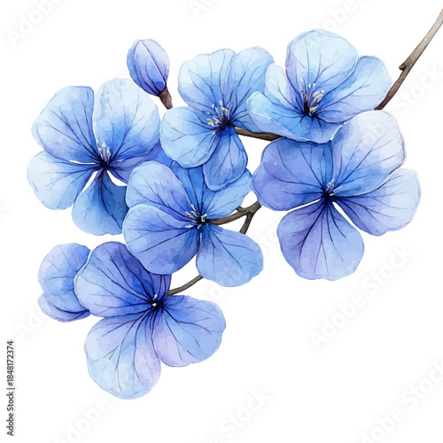 watercolor of Jacaranda Flower draw illustration, isolated on a white background.