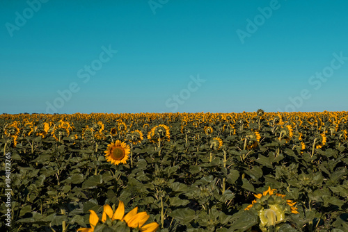 A field of yellow sunflowers, slow motion. The sun is shining, summer is warm.