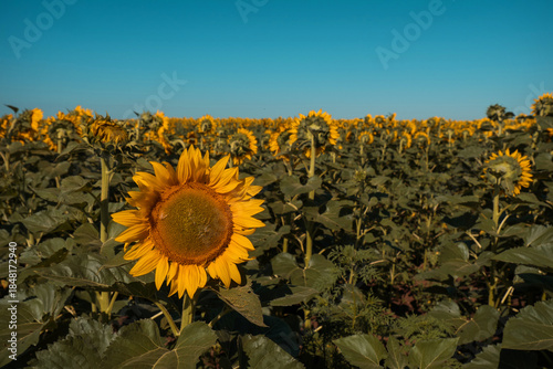 A field of yellow sunflowers, slow motion. The sun is shining, summer is warm.