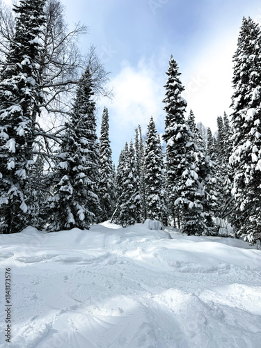 Snow covered pine forest with blue sky in winter