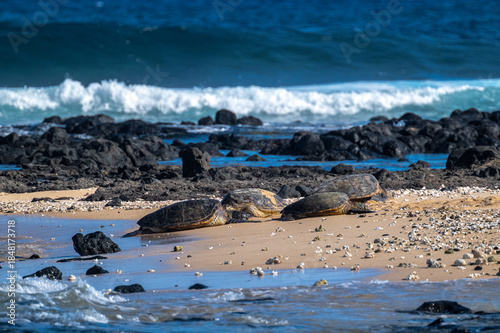 Green Sea Turtles (Chelonia mydas) on Kauai, HI