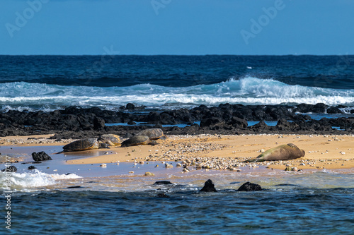 Green Sea Turtles and a Hawaiian Monk Seal (Neomonachus schauinslandi) on Kauai, HI
