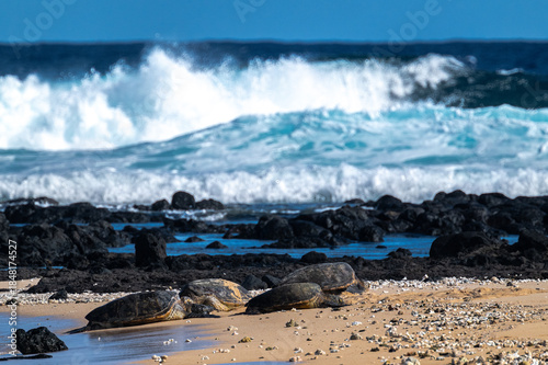 Green Sea Turtles (Chelonia mydas) on Kauai, HI