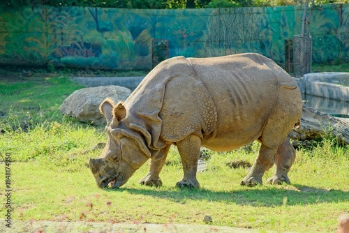 Standing Indian Rhinoceros