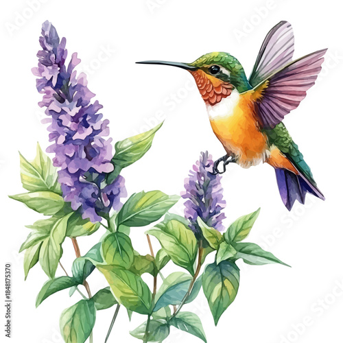 Hummingbird Mint Flower, playful watercolor vector depicting lively antics and expressive gestures, isolated on a white background.