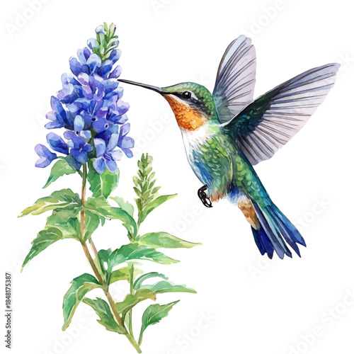 Hummingbird Mint Flower, playful watercolor vector depicting lively antics and expressive gestures, isolated on a white background.