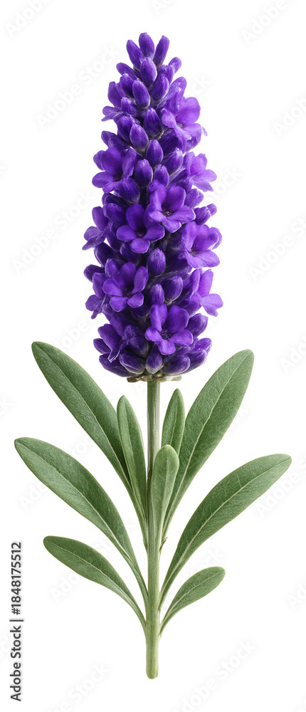 Fototapeta premium Lavender spike featuring dense purple flowers and silvery-green leaves.