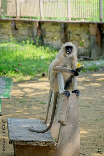 grey langur eating a banana