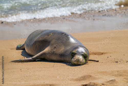 Hawaiian Monk Seal (Neomonachus schauinslandi) on Kauai, HI