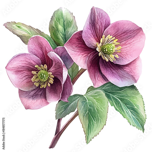 Hellebore Flower, elegant watercolor illustration luminous highlights, isolated on a white background.