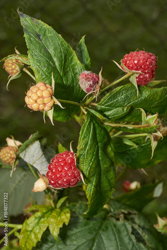 Bright ripe raspberries on a bush next to green and unripe fruits. Detailed macro photo with natural light. Natural texture, rich colors and a summery mood. Close-up of ripe red raspberries.