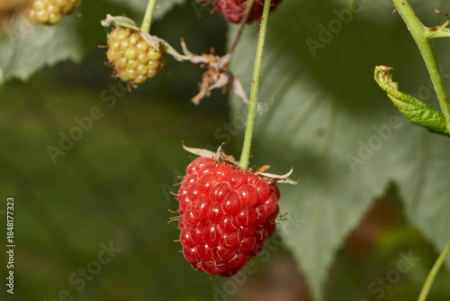 Bright ripe raspberries on a bush next to green and unripe fruits. Detailed macro photo with natural light. Natural texture, rich colors and a summery mood. Close-up of ripe red raspberries.