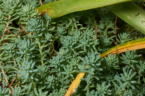 Macro photo of succulent stonecrop plant with dense fleshy leaves. Detailed texture of green stonecrop shoots forming a dense ground cover. Dense fleshy leaves forming a lush carpet.