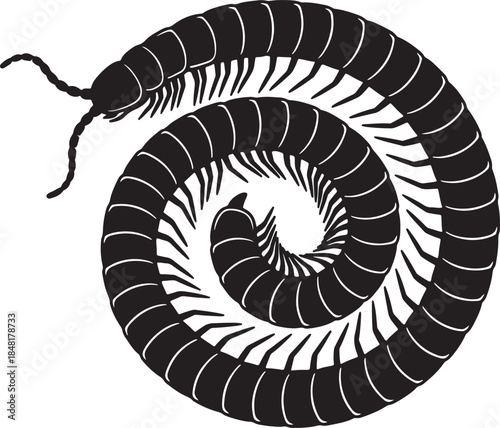 A detailed black silhouette of a millipede coiled in a spiral shape showcasing its numerous segmented legs and antennae a fascinating invertebrate creature in monochrome also transparent background