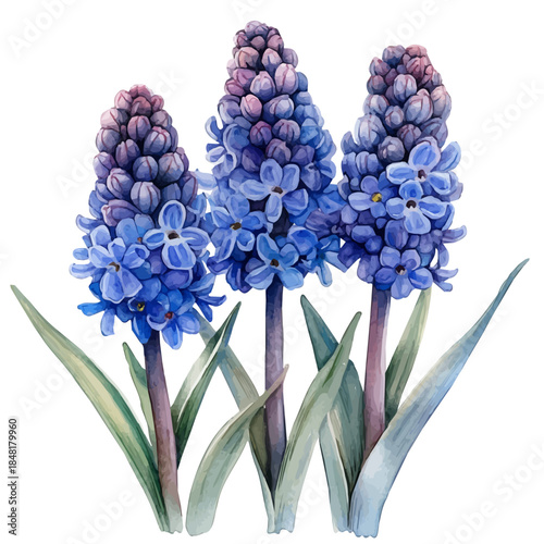 Grape Hyacinth Flower, playful watercolor vector depicting lively antics and expressive gestures, isolated on a white background.
