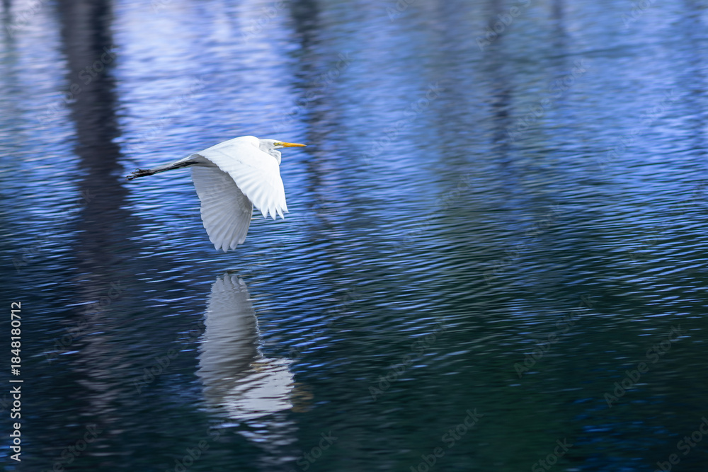 Ταπετσαρία A graceful white ibis glides low over the dark blue water, its long curved bill and outstretched wings carving smooth lines through the air