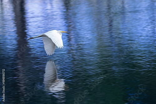 A graceful white ibis glides low over the dark blue water, its long curved bill and outstretched wings carving smooth lines through the air. Captured mid‑flight, the bird’s bright white plumage