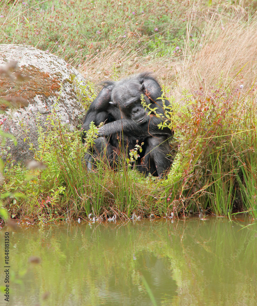 Fototapeta premium Un chimpanzé pensif dans ses pensées en regardant de l'eau