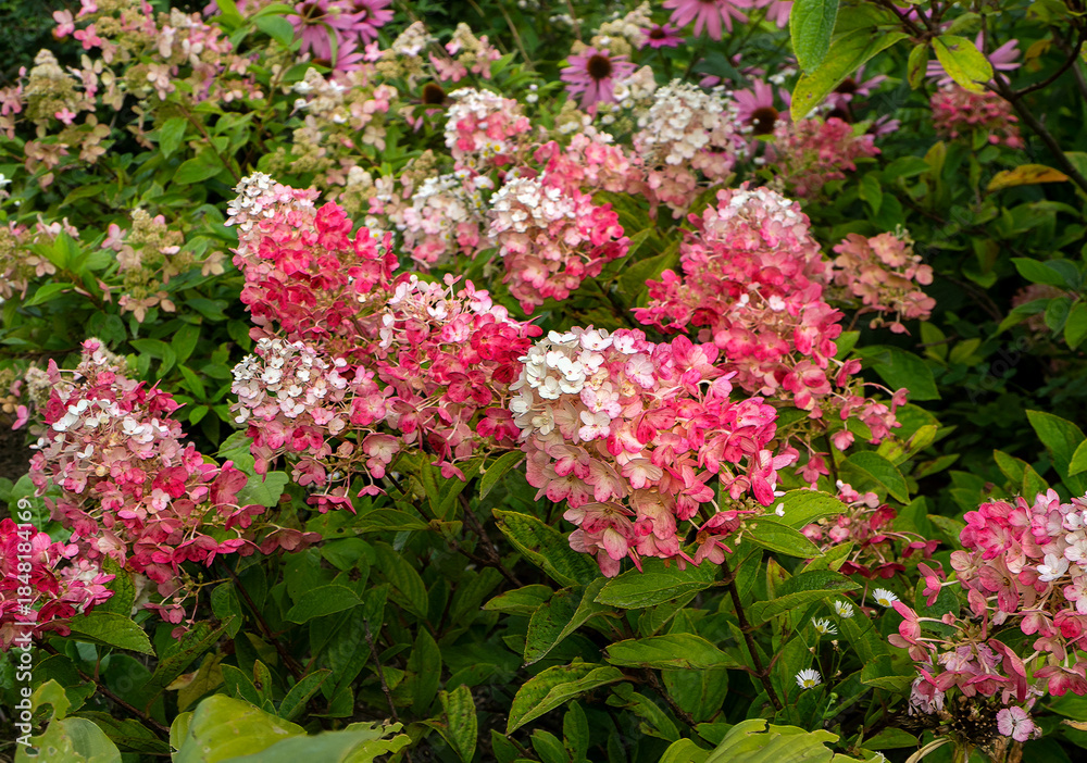 Obraz premium Bright white-pink bushes of paniculata hydrangea grow in a flowerbed. Natural summer background with beautiful flowers.