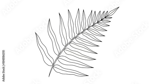 Fern Leaf Sketch: An intricate sketch captures the delicate beauty of a fern leaf, highlighting the symmetrical arrangement of its leaflets, evoking a sense of calm and botanical artistry.