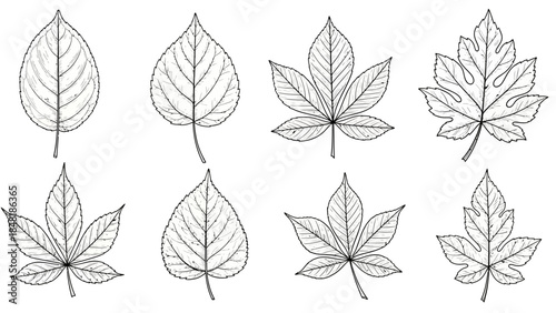 Botanical Leaf Variety: An array of diverse leaf specimens, meticulously illustrated with intricate detail, showcases the botanical diversity of nature's artistry.