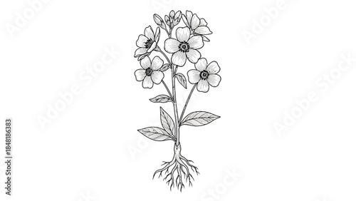 Botanical Elegance: Intricate illustration of a delicate blossom, showcasing the beauty of the floral world.