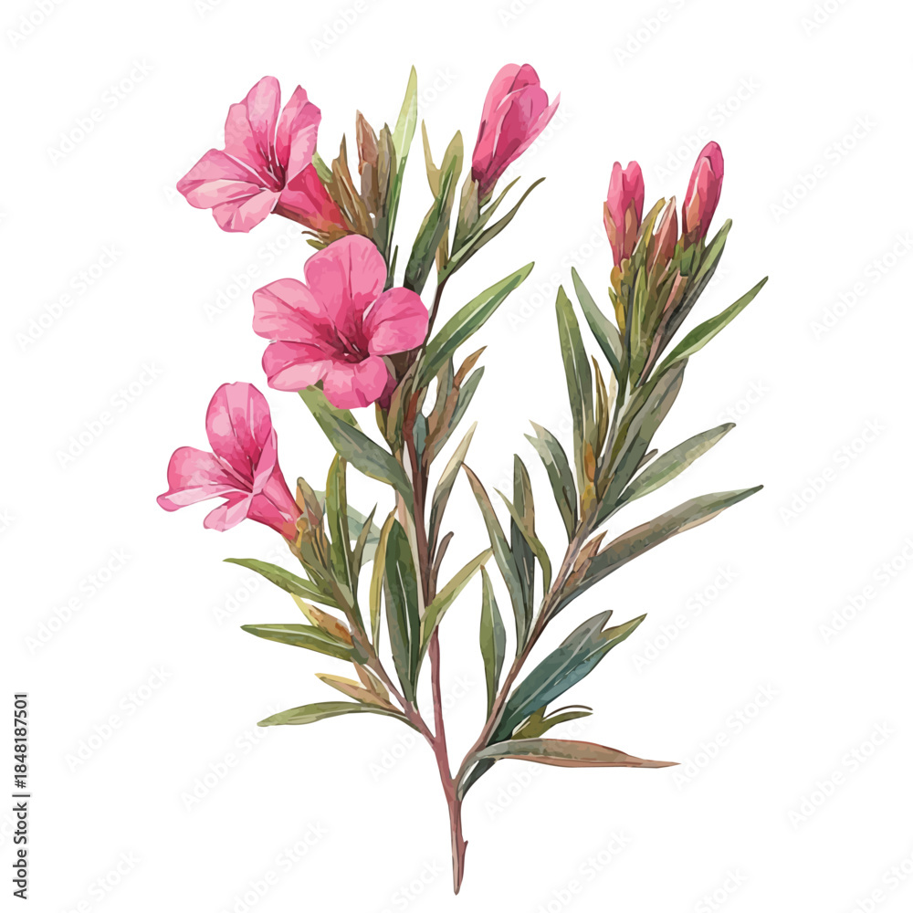 Ταπετσαρία Oleander Flower, clipart watercolor vector with vivid accents and harmonious tones, isolated on a white background