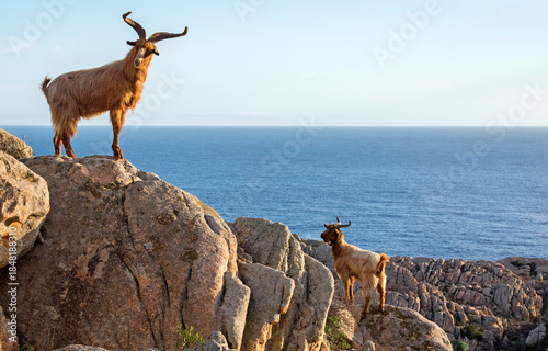 Le capre selvatiche dell'isola di Caprera