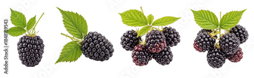 Fotografia Blackberry Rubus fruticosus isolated on white, fresh ripe blackberries with gree