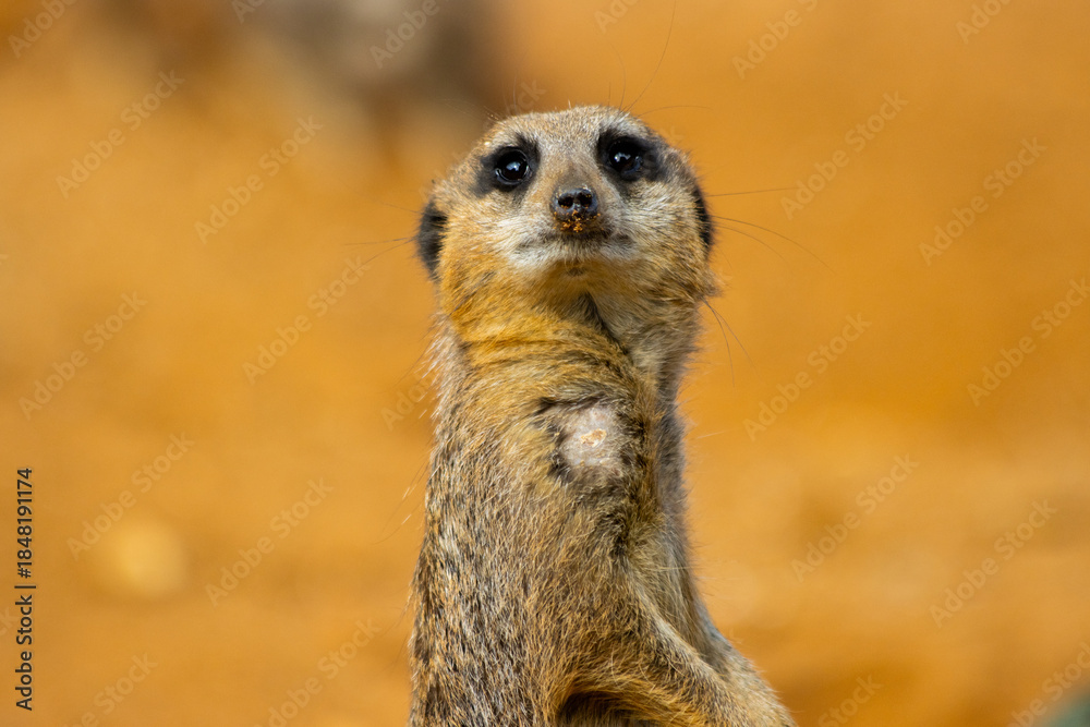 Fototapeta premium Alert Meerkat Standing Guard Against Warm Background