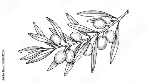 Minimalist black sketch vector illustration of a spring olive tree branch with delicate leaves and floral blossom pattern design for a nature tattoo