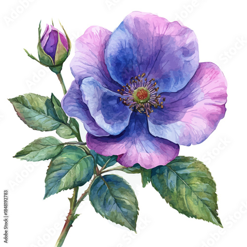 Moss Rose Flower, clipart watercolor vector with vivid accents and harmonious tones, isolated on a white background.