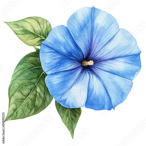 Morning Glory Flower, clipart watercolor vector with vivid accents and harmonious tones, isolated on a white background.