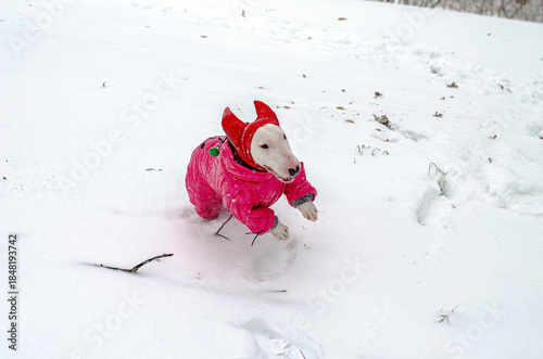 Energetic Miniature Bull Terrier in a pink winter suit running through deep snow, captured mid-stride. Great for action shots, pet energy themes, or winter adventure concepts.