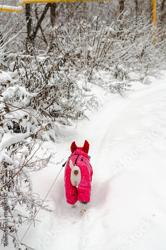 Miniature Bull Terrier in pink winter suit walks away into snowy landscape with frosty bushes. Evokes winter walks, pet adventures, or serene seasonal moments.