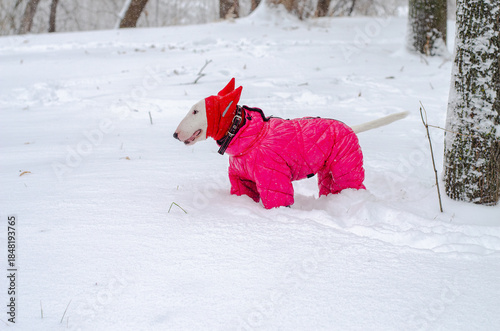 Miniature Bull Terrier in a bright pink winter suit and hooded hat stands on snowy ground, looking alert. Perfect for pet fashion, winter lifestyle, or holiday content.